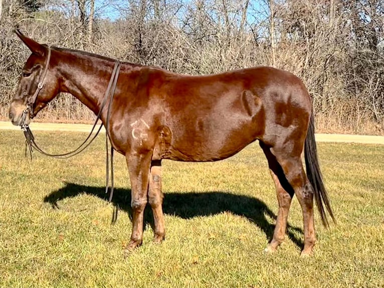 American Quarter Horse Gelding 10 years 15,1 hh Chestnut in Independence IA