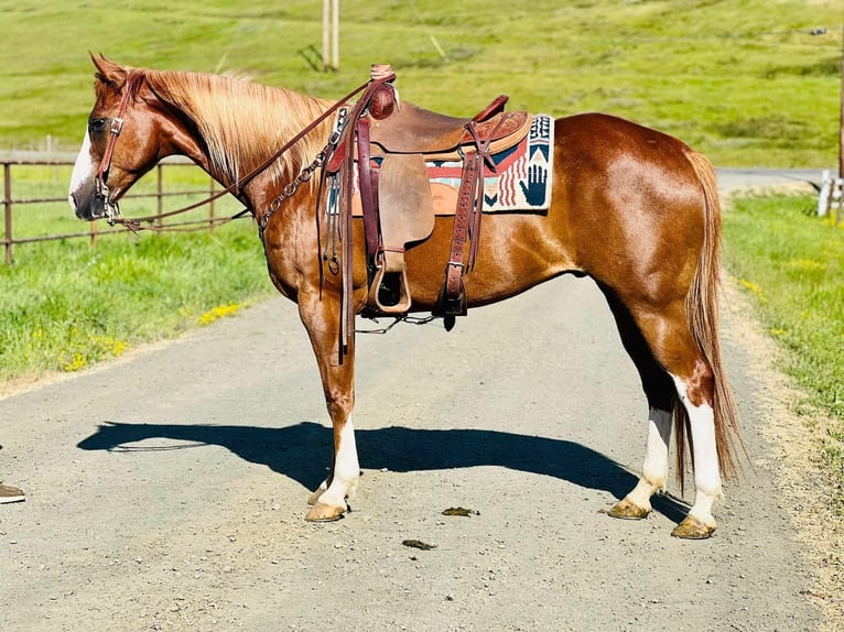 American Quarter Horse Gelding 10 years 15,1 hh Chestnut in Paso Robles, CA