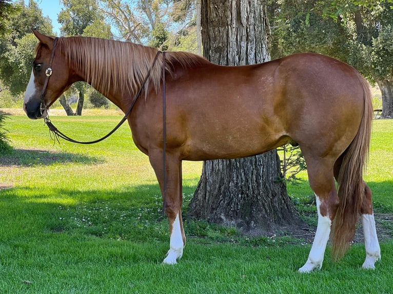 American Quarter Horse Gelding 10 years 15,1 hh Chestnut in Paso Robles, CA