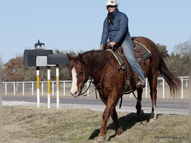 American Quarter Horse Gelding 10 years 15.1 hh Chestnut in Weatherford TX
