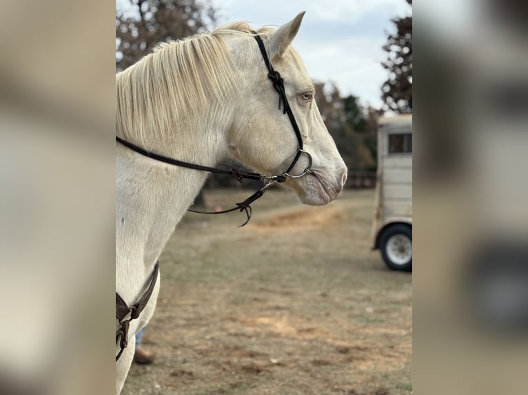 American Quarter Horse Gelding 10 years 15,1 hh Cremello in Guthrie