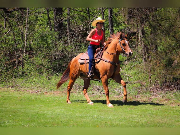 American Quarter Horse Gelding 10 years 15,1 hh Dun in Hillsboro KY