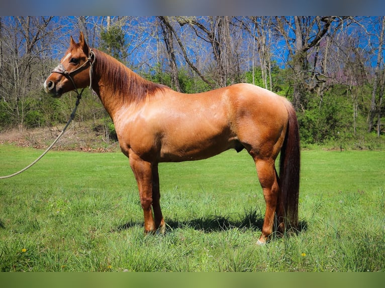 American Quarter Horse Gelding 10 years 15,1 hh Dun in Hillsboro KY