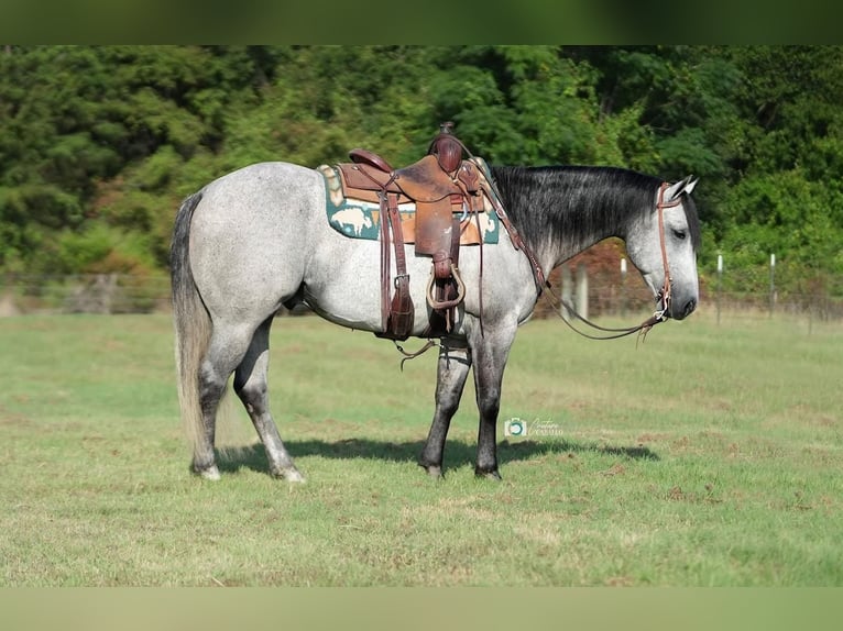 American Quarter Horse Gelding 10 years 15,1 hh Gray in Waterford, CA