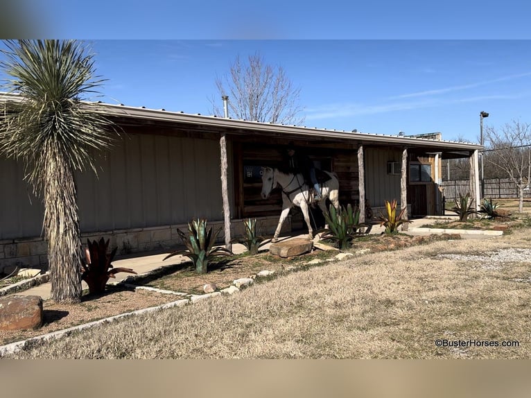 American Quarter Horse Gelding 10 years 15,1 hh Gray in Weatherford TX