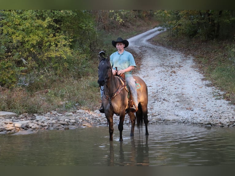 American Quarter Horse Gelding 10 years 15,1 hh Grullo in Hillsboro, KY