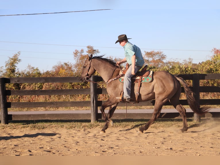 American Quarter Horse Gelding 10 years 15,1 hh Grullo in Hillsboro, KY