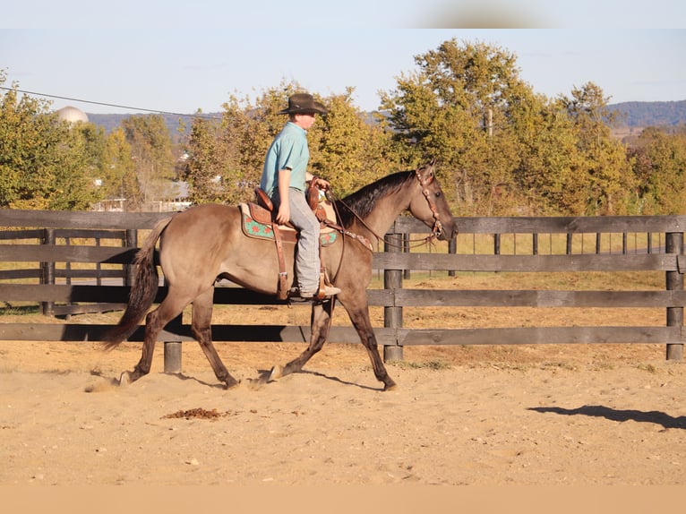 American Quarter Horse Gelding 10 years 15,1 hh Grullo in Hillsboro, KY