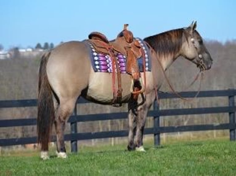 American Quarter Horse Gelding 10 years 15,1 hh Grullo in Bovina MS