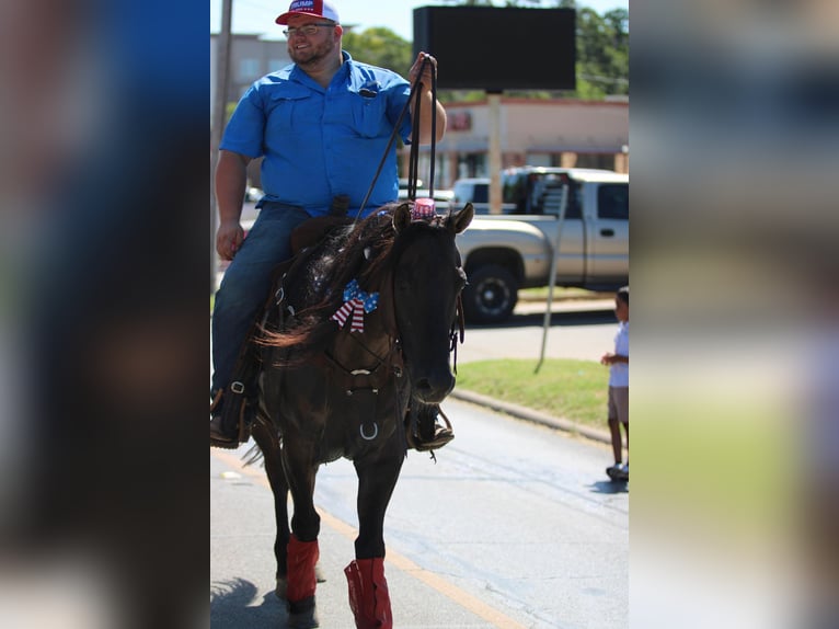 American Quarter Horse Gelding 10 years 15,1 hh Grullo in stephenville TX