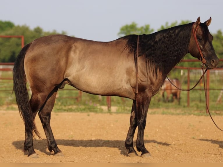 American Quarter Horse Gelding 10 years 15,1 hh Grullo in stephenville TX