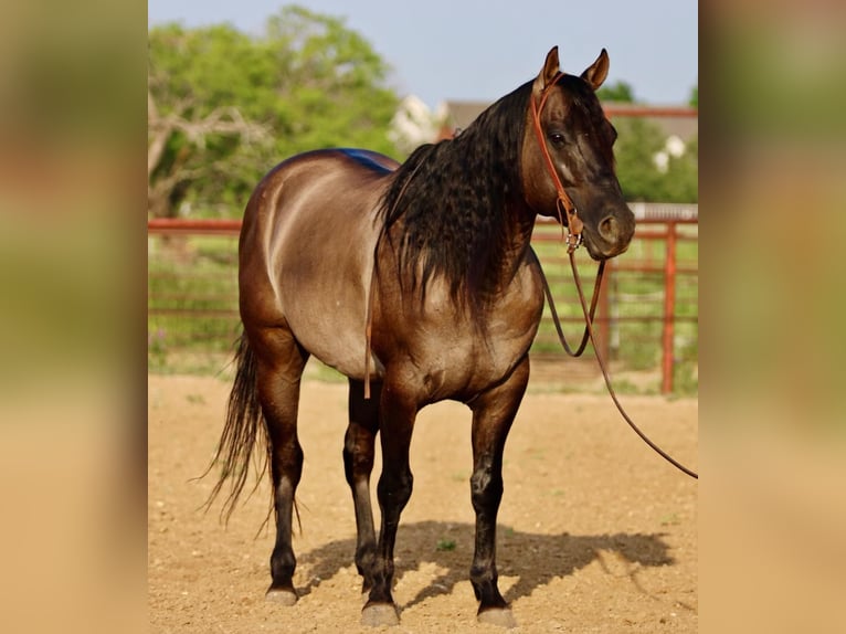 American Quarter Horse Gelding 10 years 15,1 hh Grullo in stephenville TX