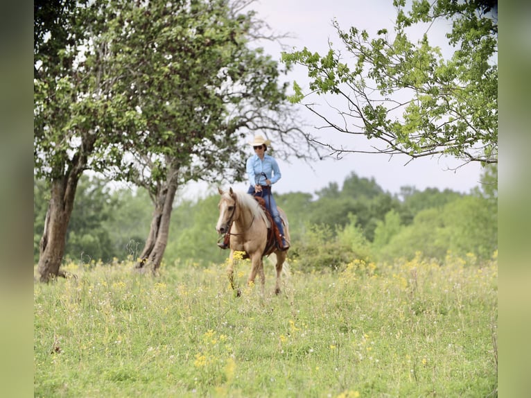 American Quarter Horse Gelding 10 years 15,1 hh Palomino in Grand Saline, TX