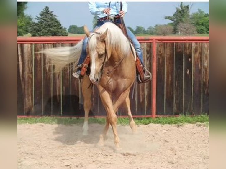 American Quarter Horse Gelding 10 years 15,1 hh Palomino in Grand Saline, TX
