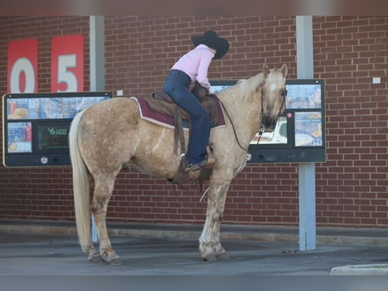 American Quarter Horse Gelding 10 years 15.1 hh Palomino in Ripley