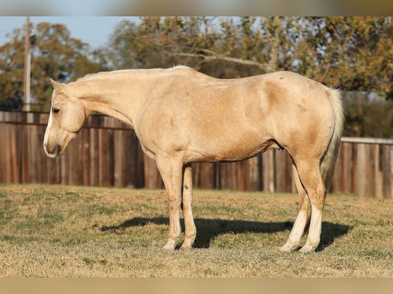 American Quarter Horse Gelding 10 years 15.1 hh Palomino in Stephenville