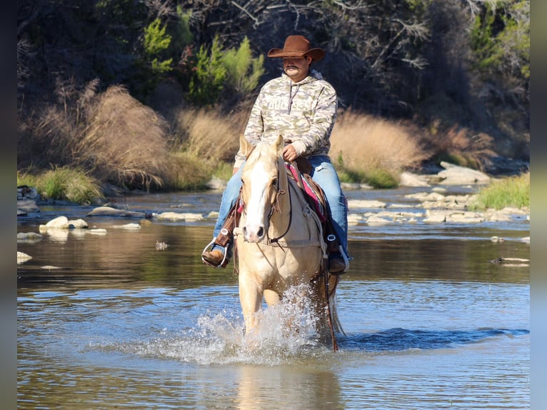 American Quarter Horse Gelding 10 years 15.1 hh Palomino in Stephenville