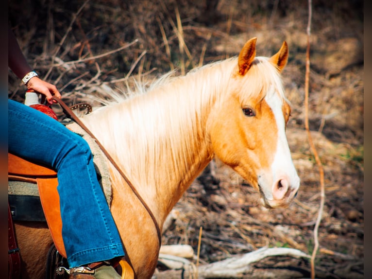 American Quarter Horse Gelding 10 years 15,1 hh Palomino in Bluff Dale TX