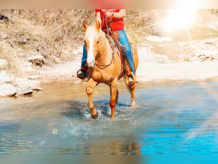 American Quarter Horse Gelding 10 years 15,1 hh Palomino in Bluff Dale TX