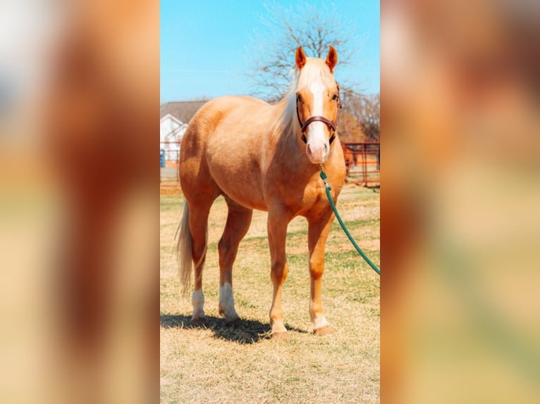 American Quarter Horse Gelding 10 years 15,1 hh Palomino in Bluff Dale TX