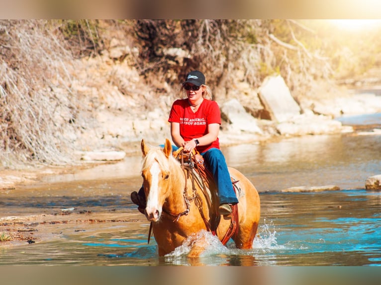 American Quarter Horse Gelding 10 years 15,1 hh Palomino in Bluff Dale TX