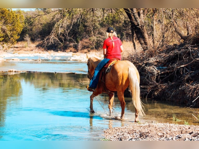 American Quarter Horse Gelding 10 years 15,1 hh Palomino in Bluff Dale TX