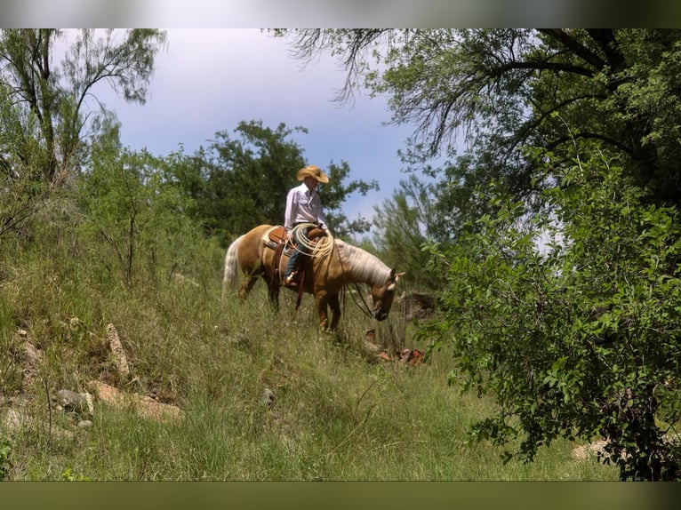 American Quarter Horse Gelding 10 years 15,1 hh Palomino in Camp Verde. AZ