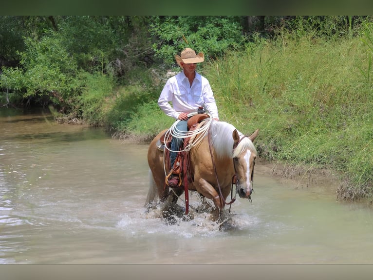 American Quarter Horse Gelding 10 years 15,1 hh Palomino in Camp Verde. AZ