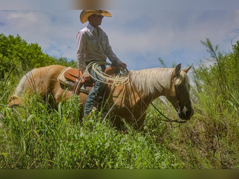 American Quarter Horse Gelding 10 years 15,1 hh Palomino in Camp Verde. AZ