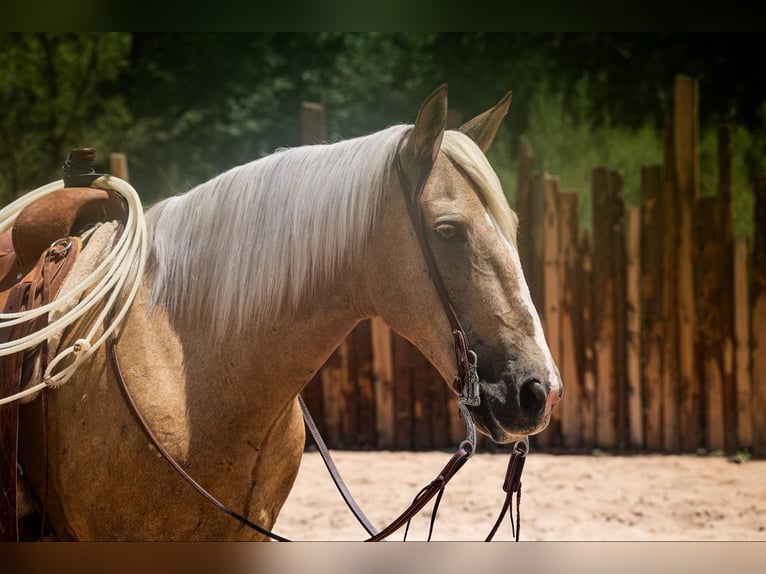 American Quarter Horse Gelding 10 years 15,1 hh Palomino in Camp Verde. AZ