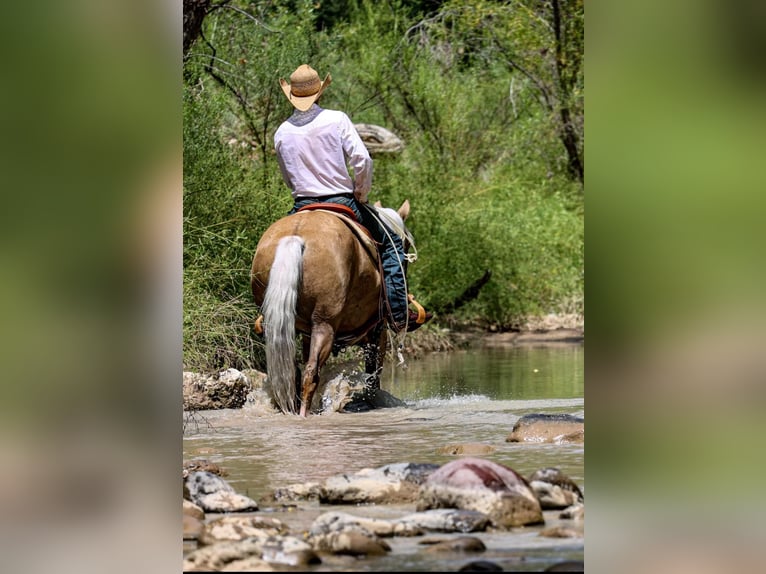 American Quarter Horse Gelding 10 years 15,1 hh Palomino in Camp Verde. AZ