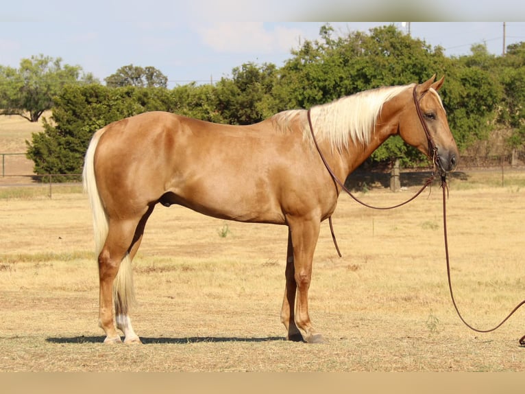 American Quarter Horse Gelding 10 years 15,1 hh Palomino in Cleburne Tx