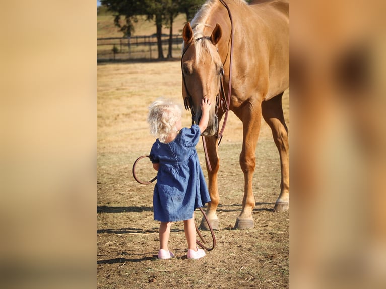 American Quarter Horse Gelding 10 years 15,1 hh Palomino in Cleburne Tx