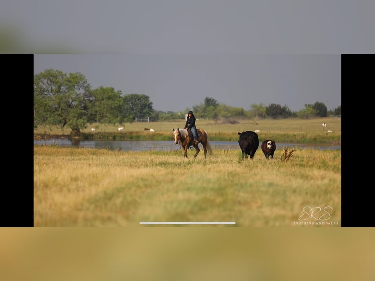 American Quarter Horse Gelding 10 years 15,1 hh Palomino in Granbury TX