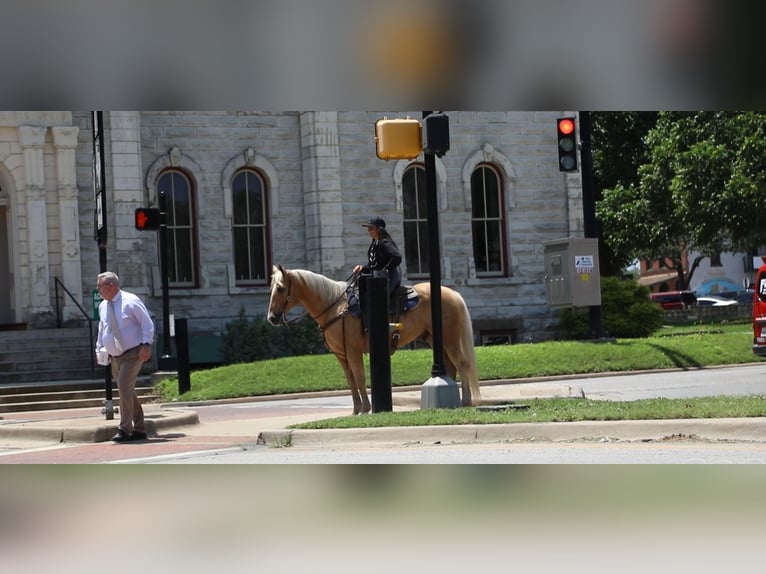 American Quarter Horse Gelding 10 years 15,1 hh Palomino in Granbury TX