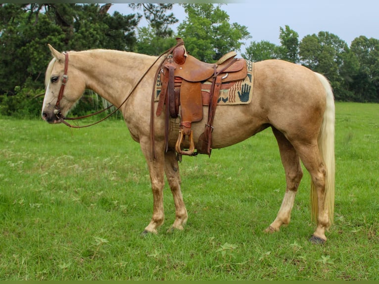 American Quarter Horse Gelding 10 years 15.1 hh Palomino in RUsk TX