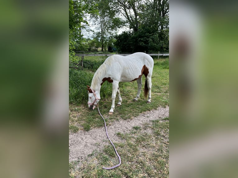 American Quarter Horse Gelding 10 years 15,1 hh Pinto in Berlin