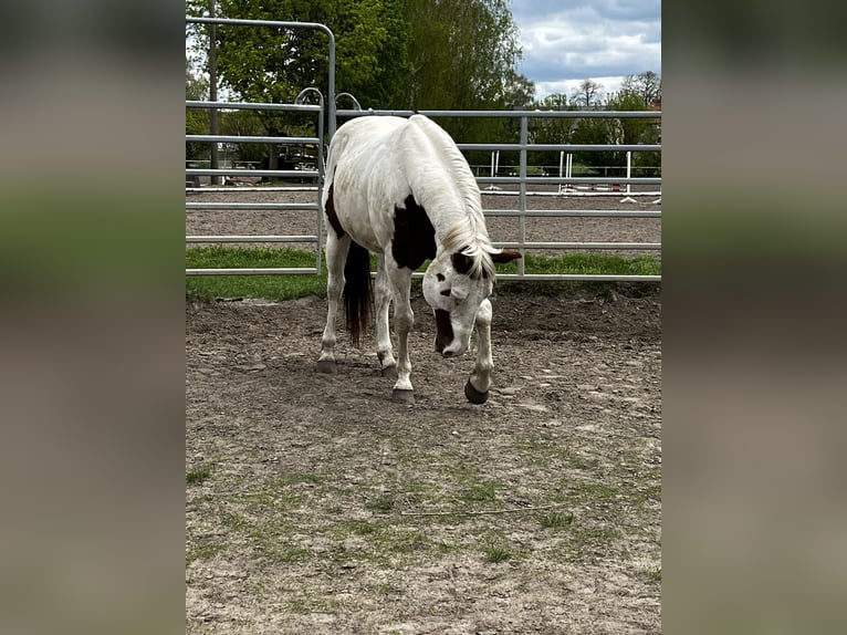 American Quarter Horse Gelding 10 years 15,1 hh Pinto in Berlin