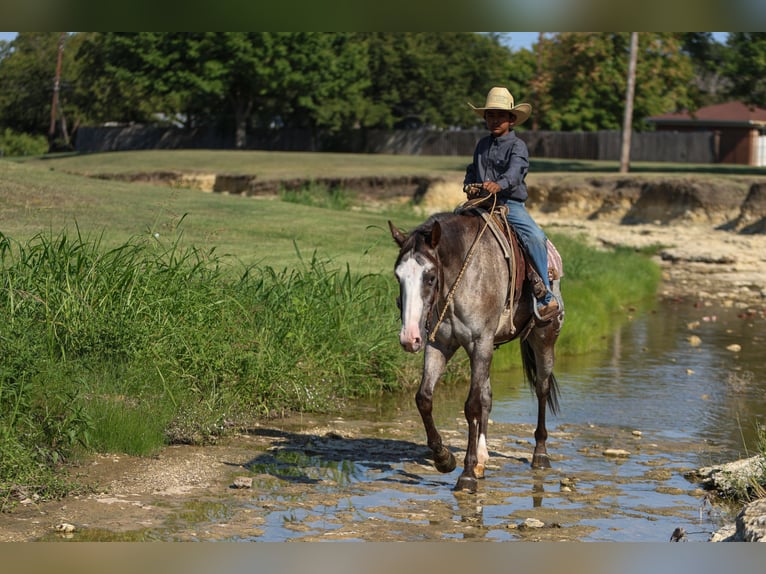 American Quarter Horse Gelding 10 years 15,1 hh in Joshua