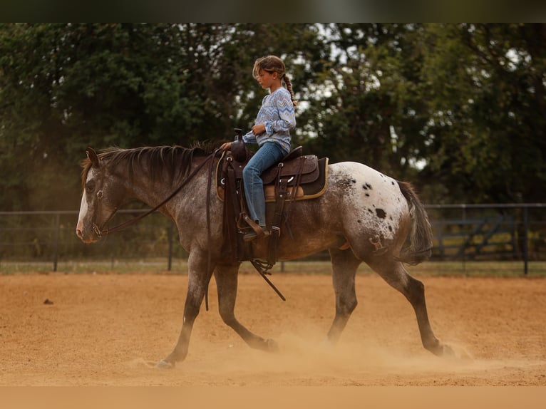 American Quarter Horse Gelding 10 years 15,1 hh in Joshua