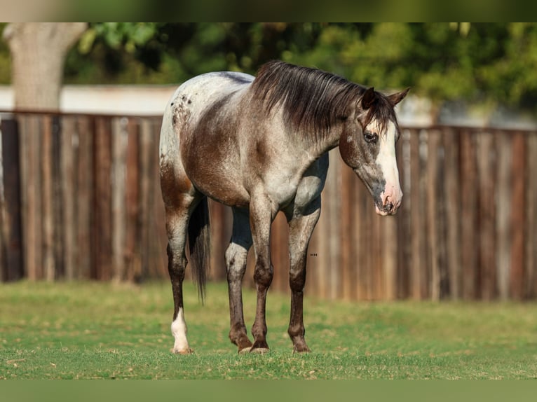 American Quarter Horse Gelding 10 years 15,1 hh in Joshua