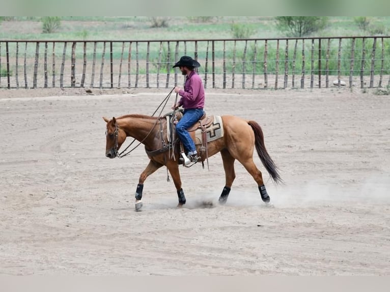 American Quarter Horse Gelding 10 years 15,1 hh Red Dun in Redrock, NM