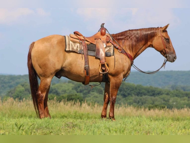 American Quarter Horse Gelding 10 years 15,1 hh Red Dun in Clarion, PA