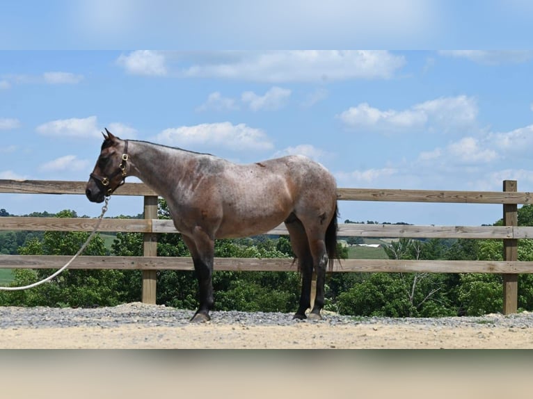 American Quarter Horse Gelding 10 years 15,1 hh Roan-Bay in Millersburg OH