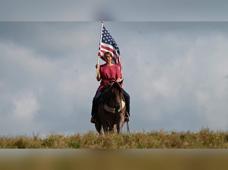 American Quarter Horse Gelding 10 years 15,1 hh Roan-Bay in Millersburg OH