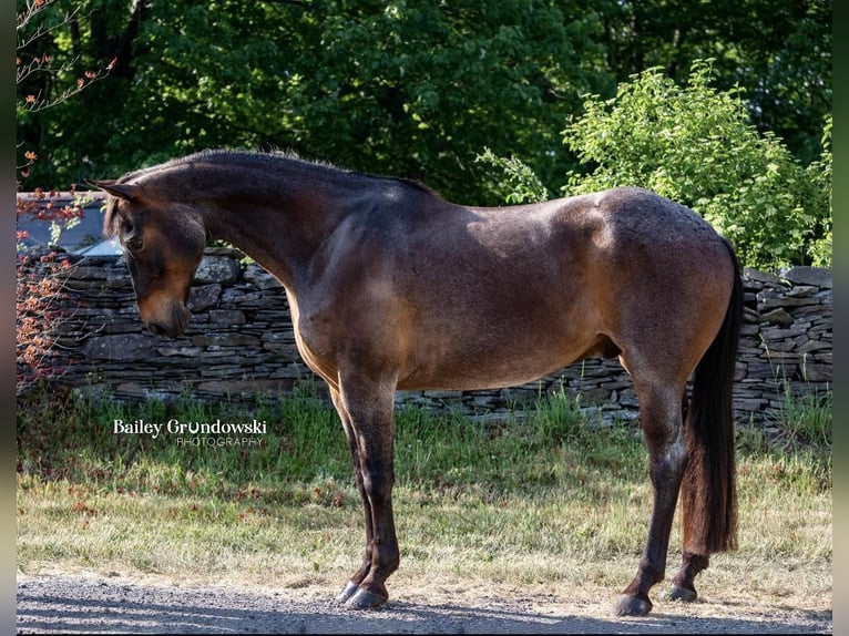 American Quarter Horse Gelding 10 years 15,1 hh Roan-Bay in Everett PA