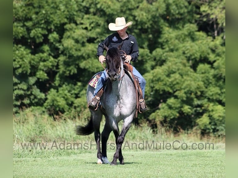 American Quarter Horse Gelding 10 years 15,1 hh Roan-Blue in Mount Vernon