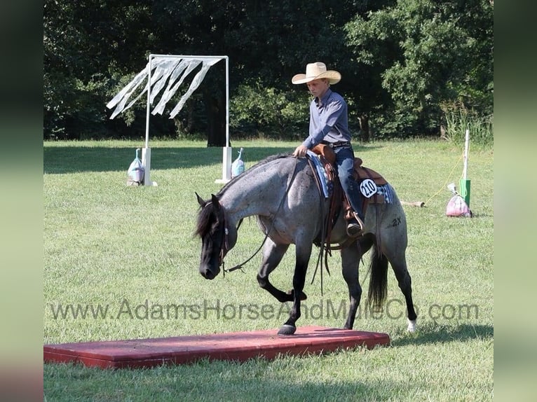 American Quarter Horse Gelding 10 years 15,1 hh Roan-Blue in Mount Vernon