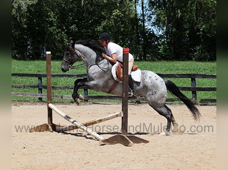 American Quarter Horse Gelding 10 years 15,1 hh Roan-Blue in Mount Vernon