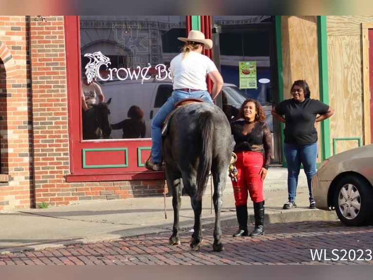 American Quarter Horse Gelding 10 years 15,1 hh Roan-Blue in Brooksville KY